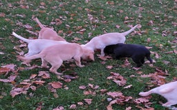 Labrador Retriever dogs for sale: Labrador Puppies Ready for Their Forever Homes🐶💛 - Image 10