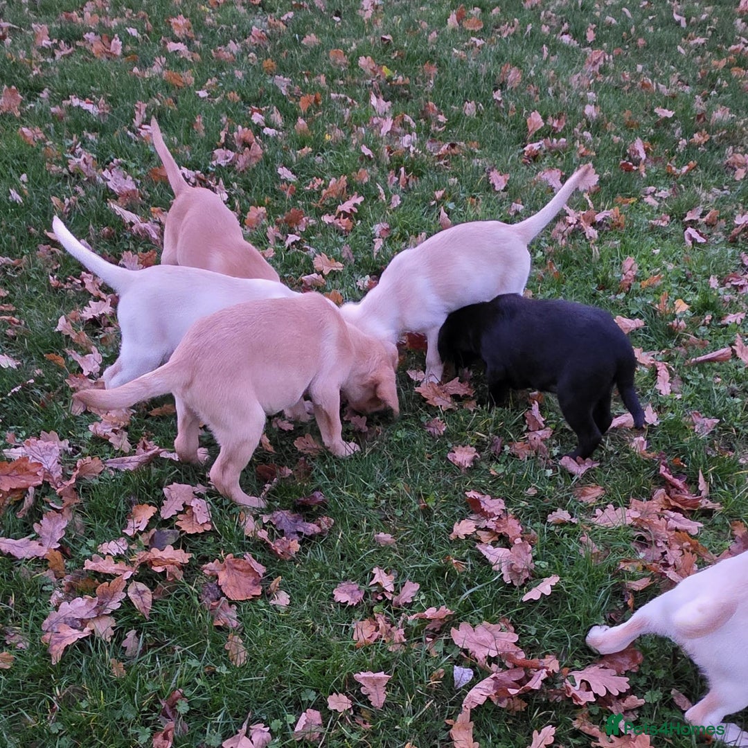 Labrador Retriever dogs for sale: Labrador Puppies Ready for Their Forever Homes🐶💛 - Image 10