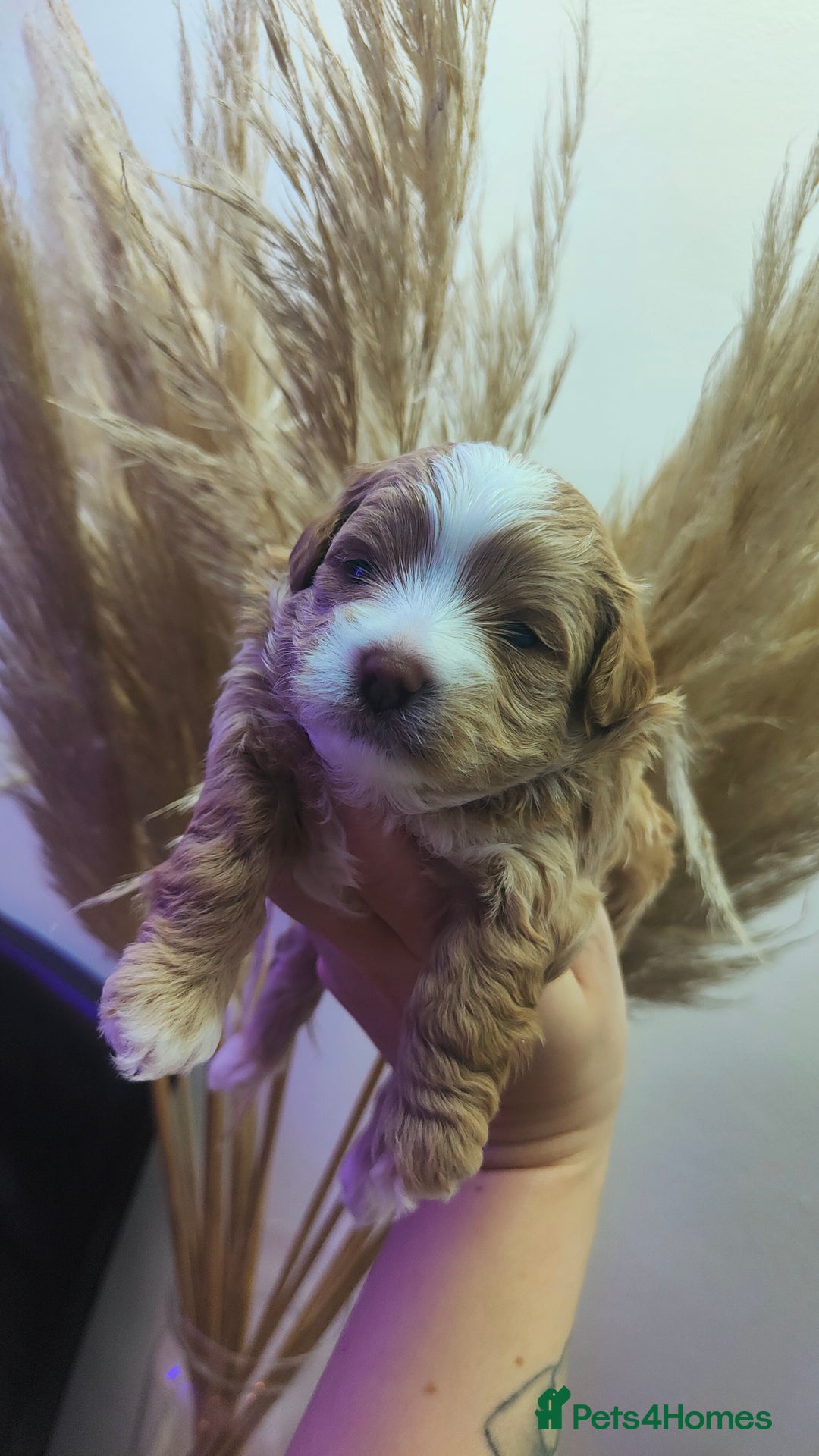Maltipoo dogs for sale: F1 Tiny Maltipoo Puppies  - Advert 13