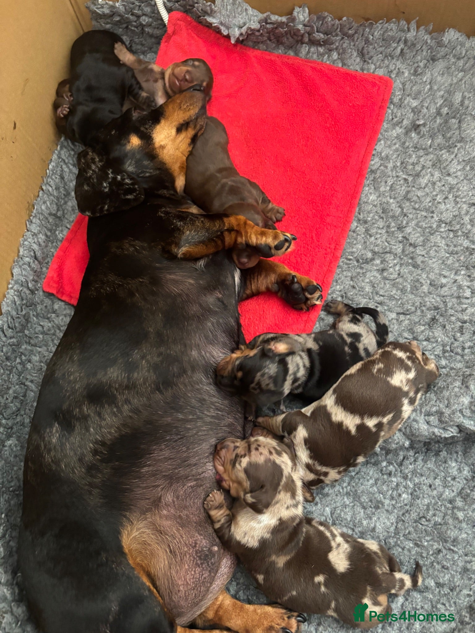 Miniature Dachshund dogs Superb quality KC registered Miniature Dachshunds - Advert 2