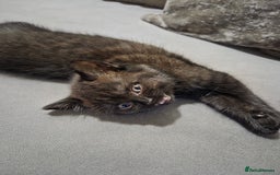British Longhair cats for sale: Beautiful black British shorthair kittens  - Image 19