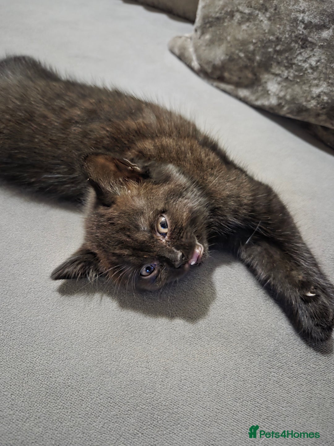 British Longhair cats for sale: Beautiful black British shorthair kittens  - Image 19