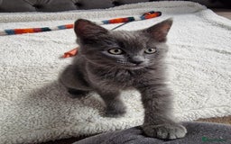 Ragdoll cats for sale: Kittens ready now! - Image 1