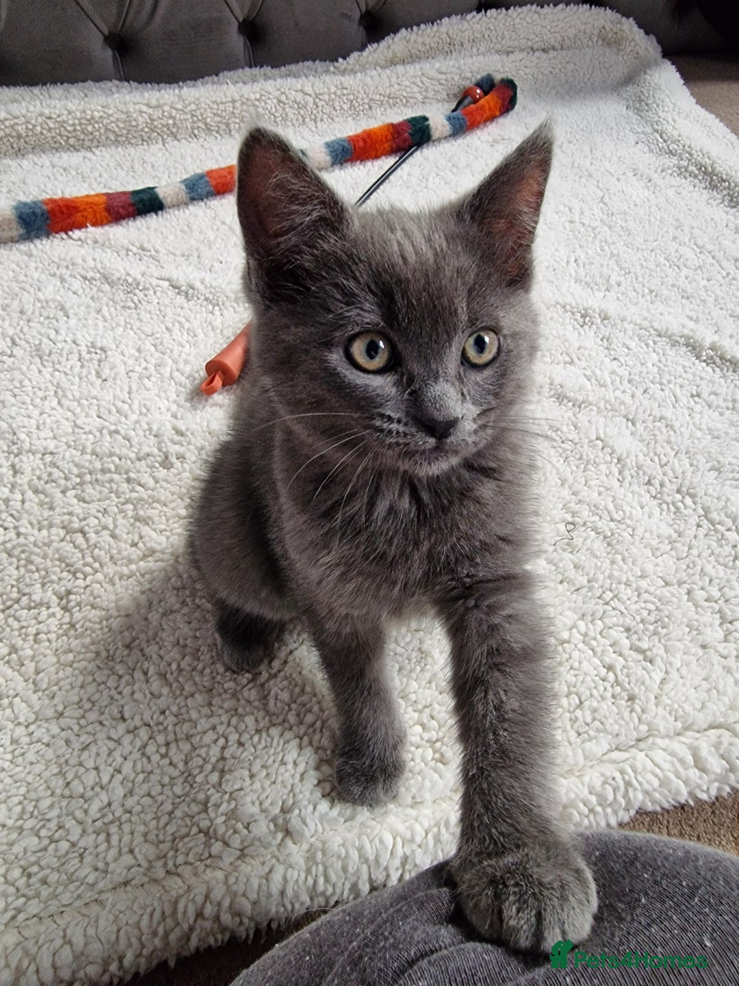 Ragdoll cats for sale: Kittens ready now! - Image 1