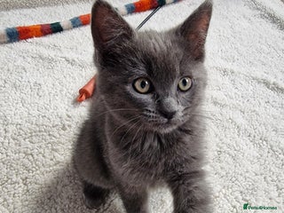 Ragdoll cats Kittens ready now! - Advert 3