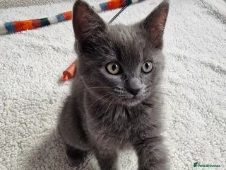 Ragdoll cats Kittens ready now! - Advert 2