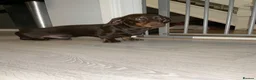 Miniature Dachshund dogs for stud: Miniature dachshund stud 18 champions in pedigree - Advert 10