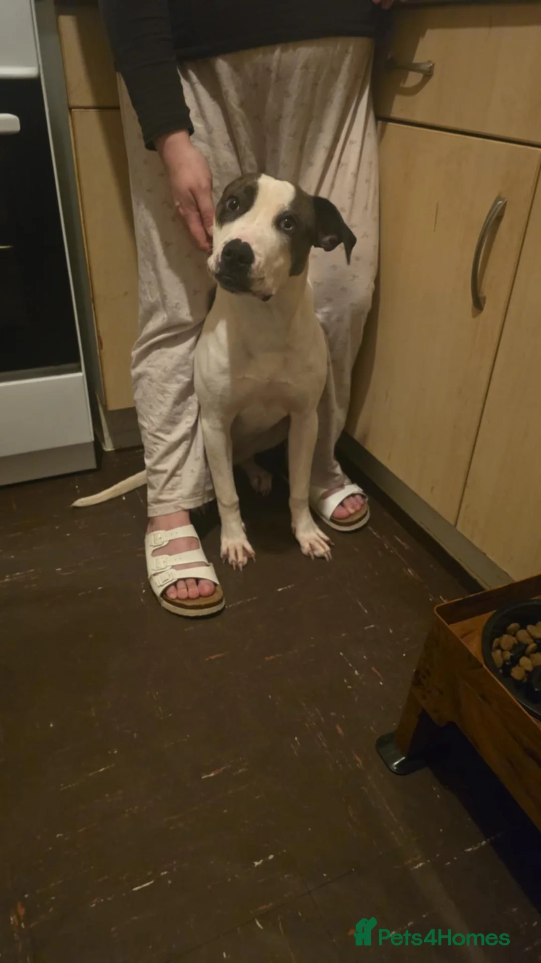 Mixed Breed dogs for sale: Alpha blue bloodline bulldog mixed  - Advert 2