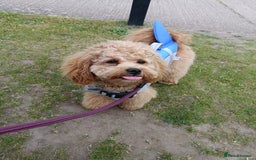 Poochon dogs for stud: Gorgeous Roo for stud. Proven.  - Image 3