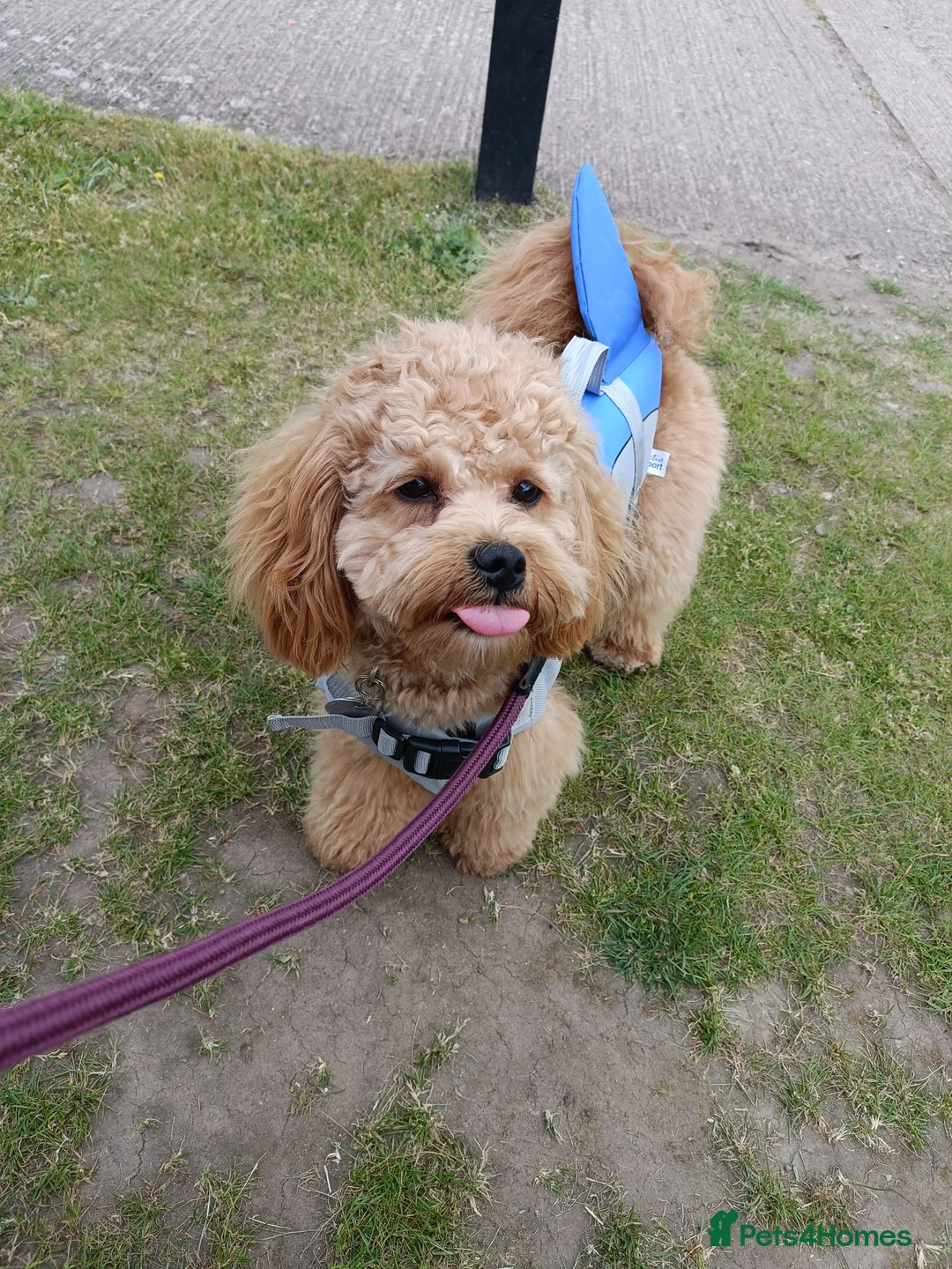 Poochon dogs for stud: Gorgeous Roo for stud. Proven.  - Advert 3