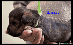 Yorkiepoo dogs for sale:  Adorable YorkiePoo Pups Looking for Loving Homes  - Image 23