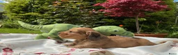 Miniature Dachshund dogs for sale: GORGEOUS KC reg PRA CLEAR MINI DACHSHUND PUPPIES in Swansea - Advert 18