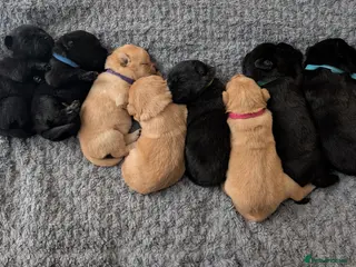 Mixed Breed dogs Beautiful Labrador x Chow Chow puppies - Advert 17