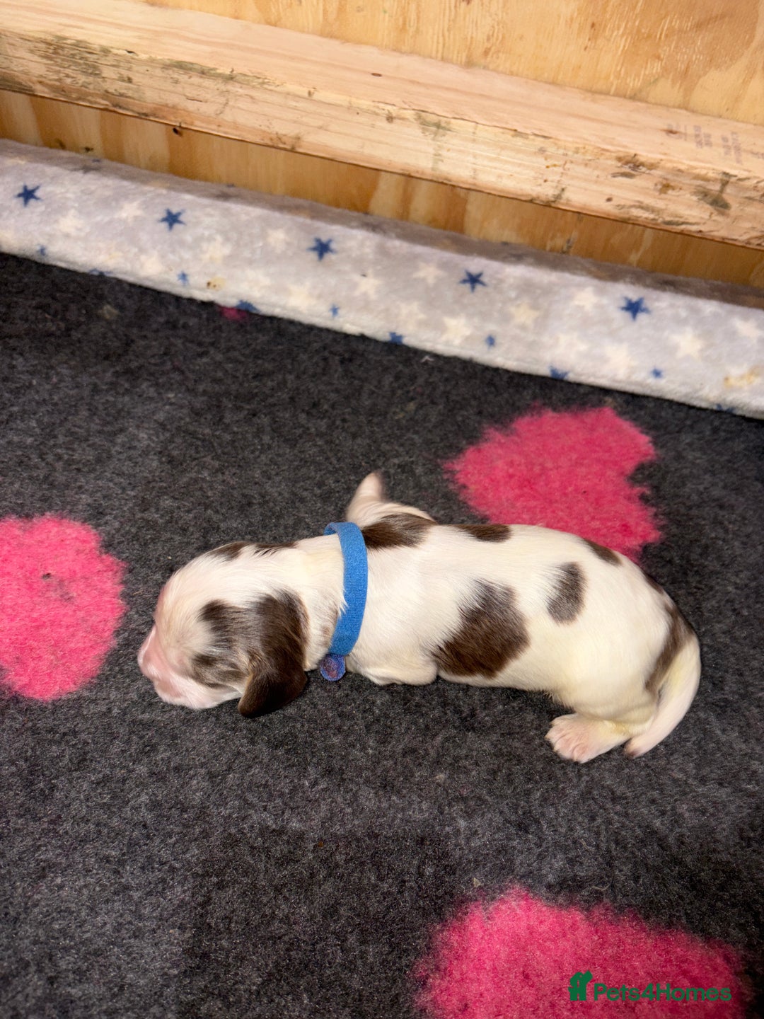 Cocker Spaniel dogs for sale: Cocker Spaniel Puppies - Advert 30