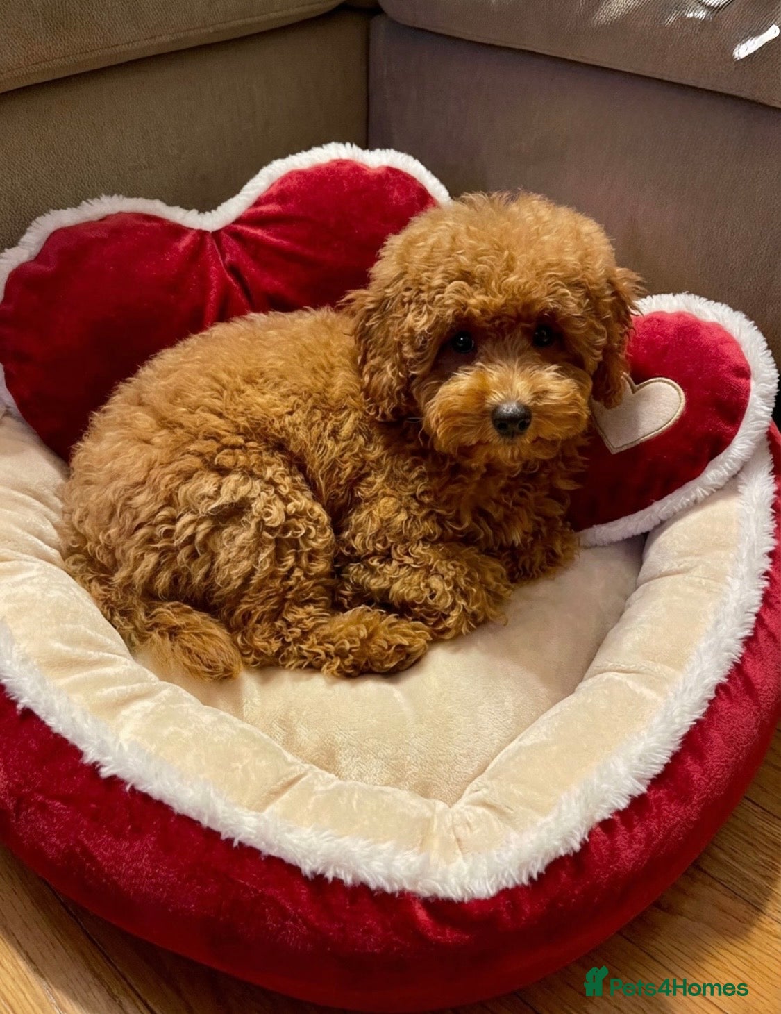 Maltipoo dogs STUNNING MALTIPOO GIRL READY NOW! - Advert 13