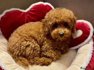 Maltipoo dogs STUNNING MALTIPOO GIRL READY NOW! - Advert 13