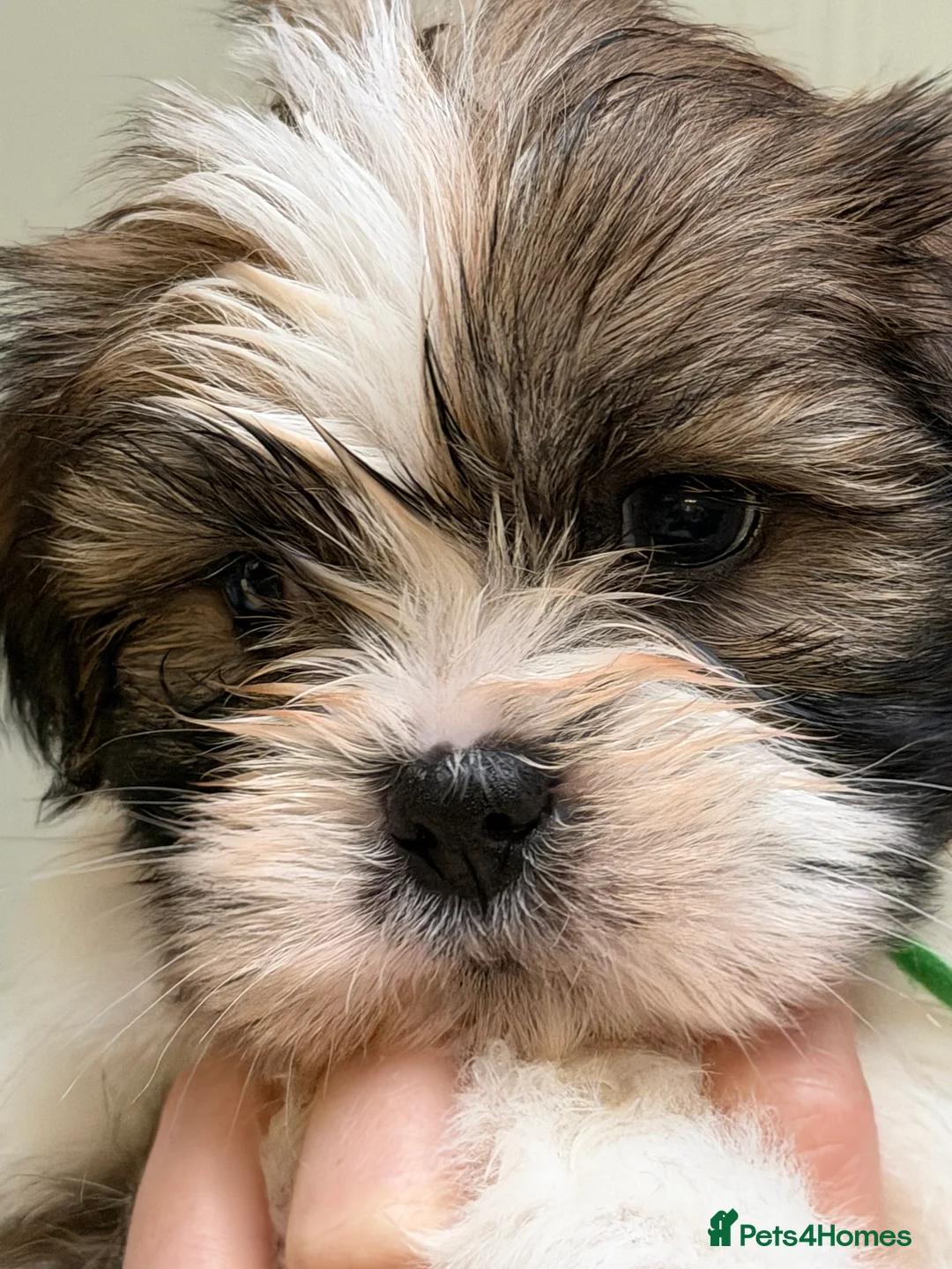 Lhasa Apso dogs for sale: RKC registered puppy boys - Advert 4