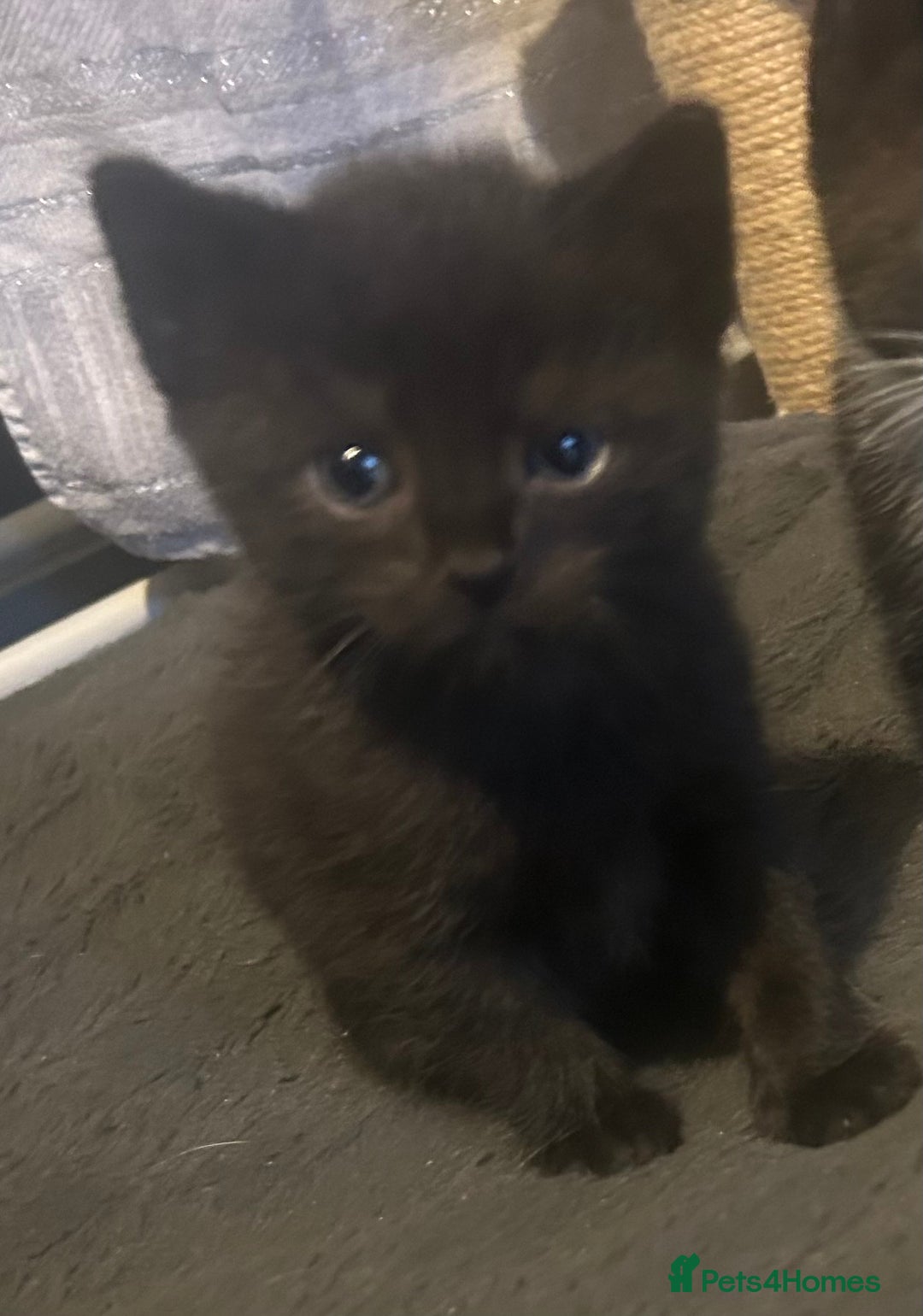 Mixed Breed cats for sale: 2x male kittens - Advert 5