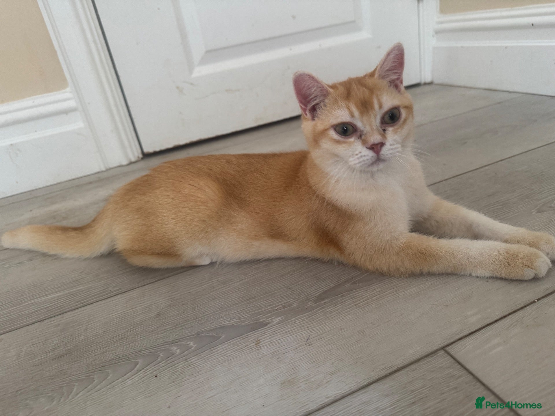 British Shorthair cats 💕 Golden and white British shorthair kittens 💕 - Advert 1