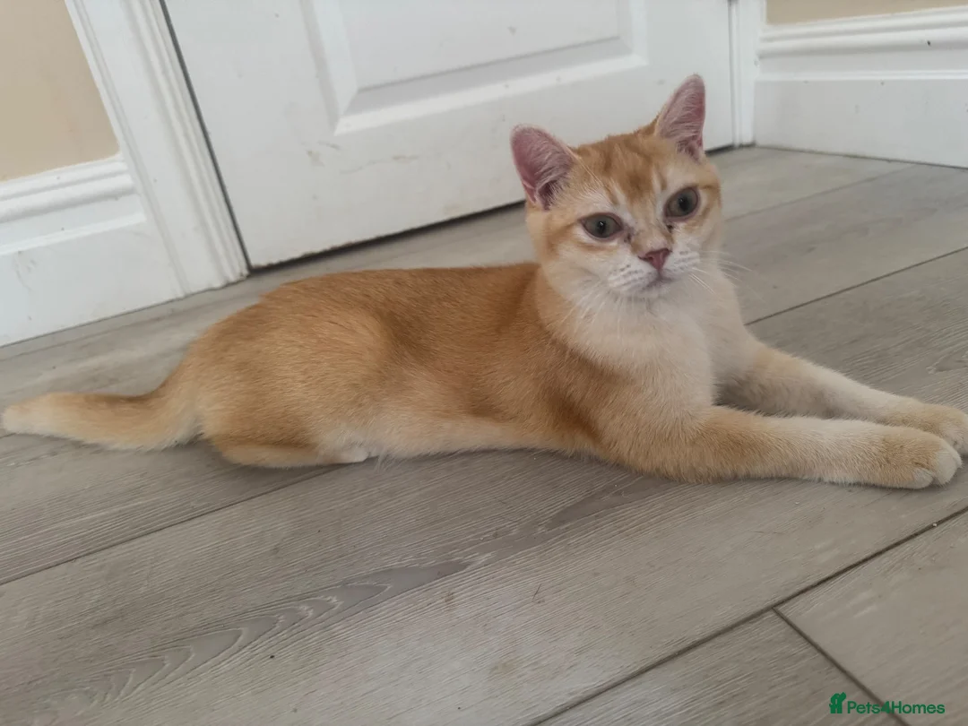 British Shorthair cats for sale: 💕 Golden and white British shorthair kittens 💕 - Advert 1
