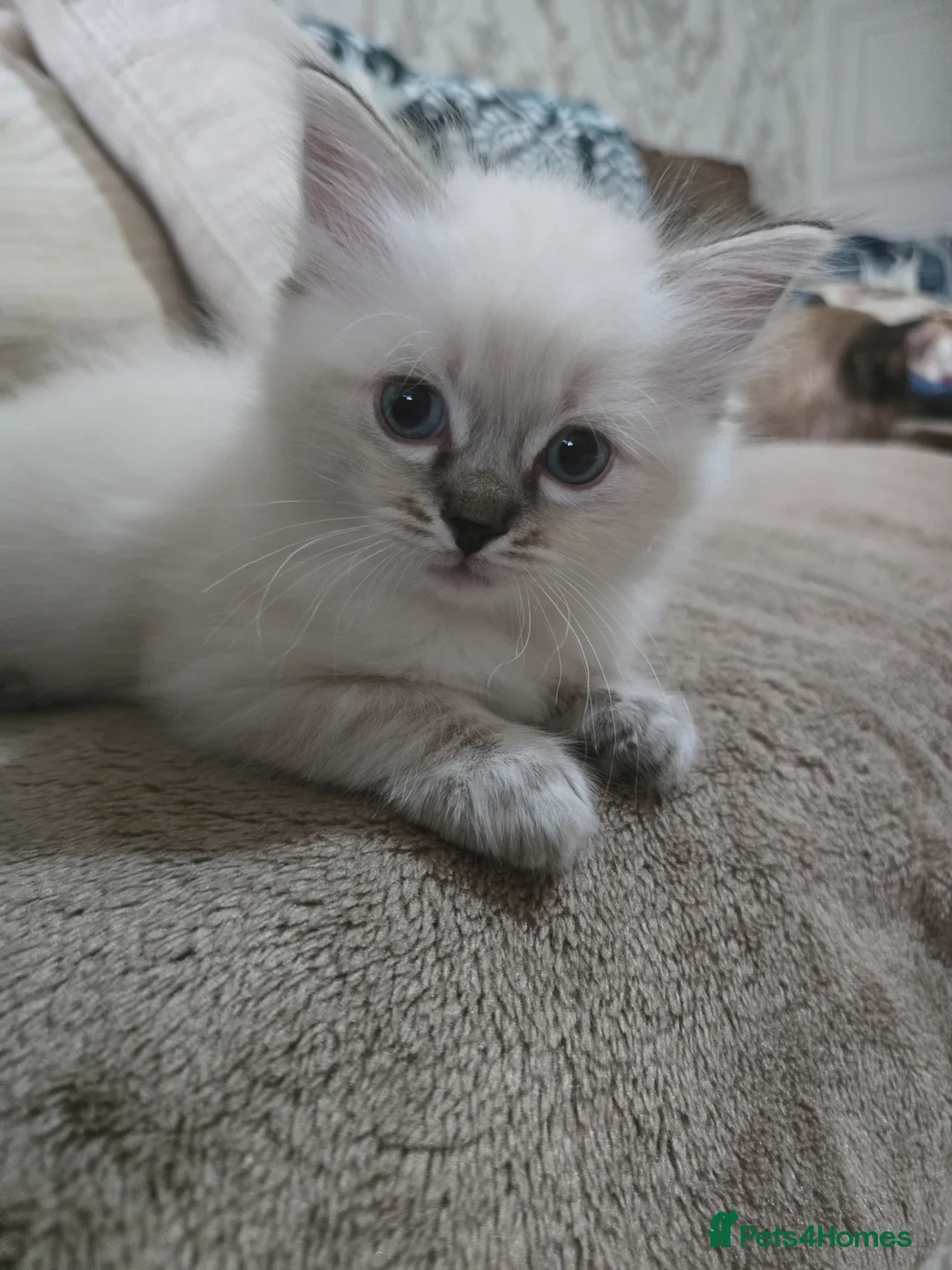 Ragdoll cats for sale: Ragdoll Kitten - Advert 2