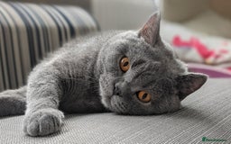 British Shorthair cats for sale: Active Gccf Female  - Image 1