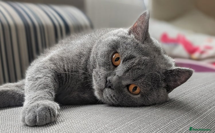 British Shorthair cats - Advert 1