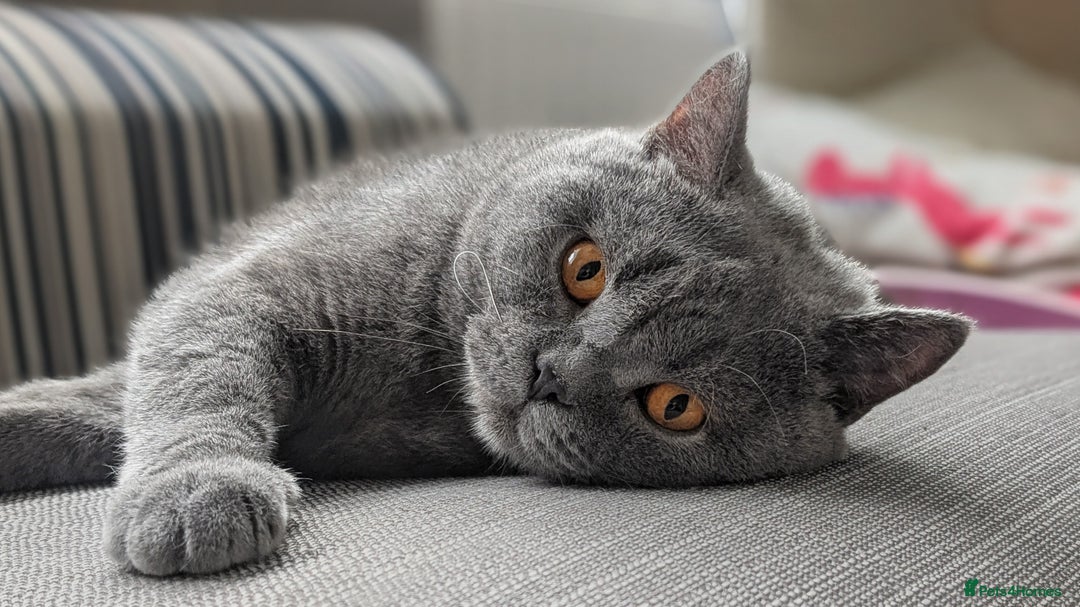 British Shorthair cats for sale: Active Gccf Female  - Image 1