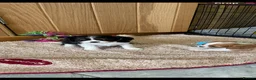 Cavalier King Charles Spaniel dogs for sale: K C Reg Cavalier King Charles  - Advert 4