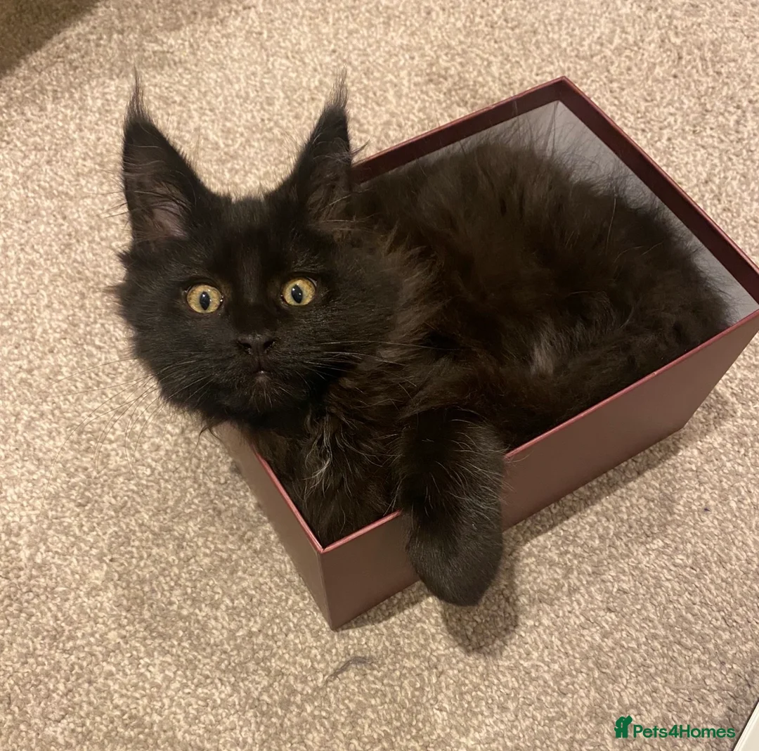 Maine Coon cats for sale: Champion line maine coon girls - Advert 14