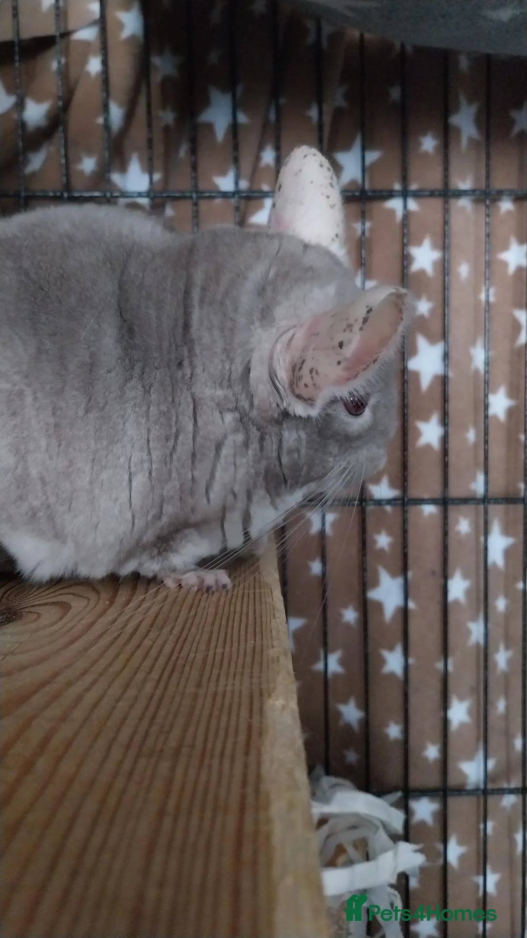 Chinchilla rodents for sale: Rescue Chinchillas - Advert 2