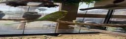 Budgerigars birds for sale: Budgerigar for sale 7 of them - Advert 10