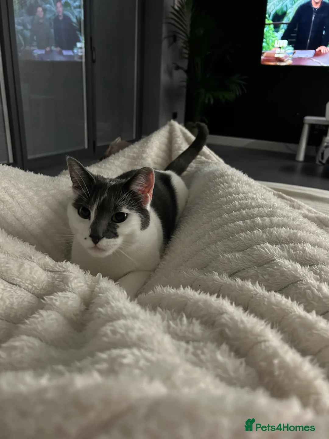 British Shorthair cats for sale: Cat for adoption  - Advert 1