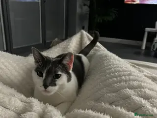 British Shorthair cats Cat for adoption - Advert 2