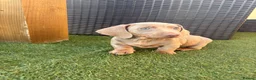 Miniature Dachshund dogs for sale: 3 female minature dachshund puppies  - Advert 6