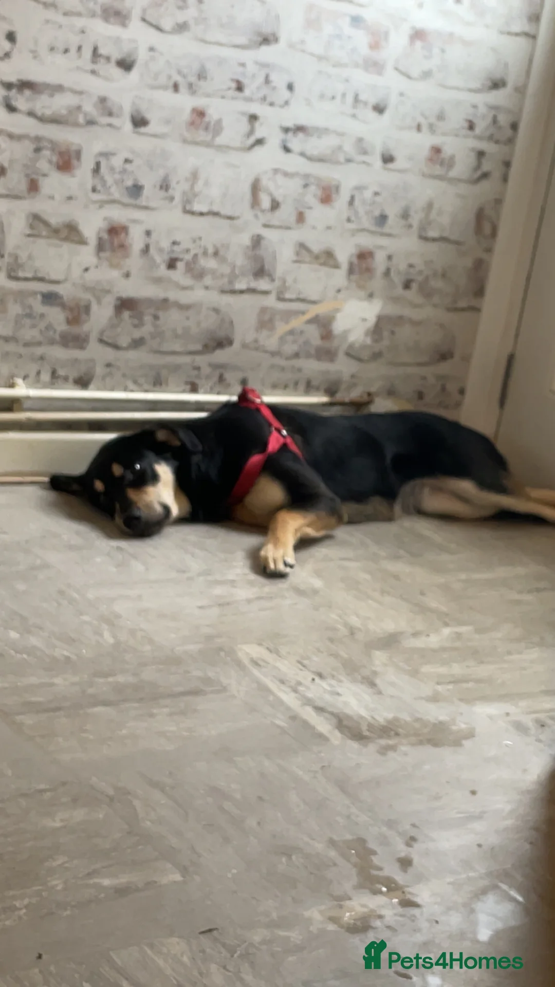 Mixed Breed dogs for sale: Oakley - Advert 2