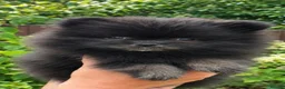 Pomeranian dogs for sale: Beautiful KC Registered Pomeranian Puppies - Advert 7
