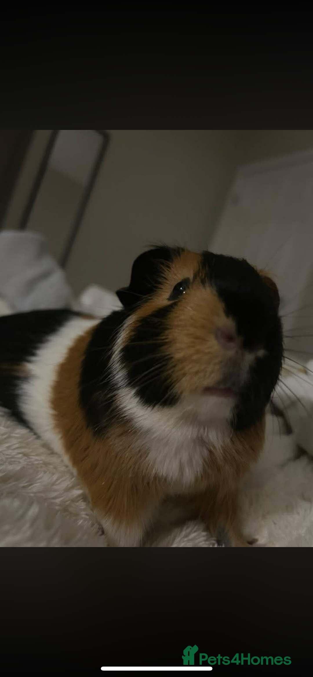 Guinea Pig rodents for sale: 2 male guinea pigs (brothers)  - Advert 3