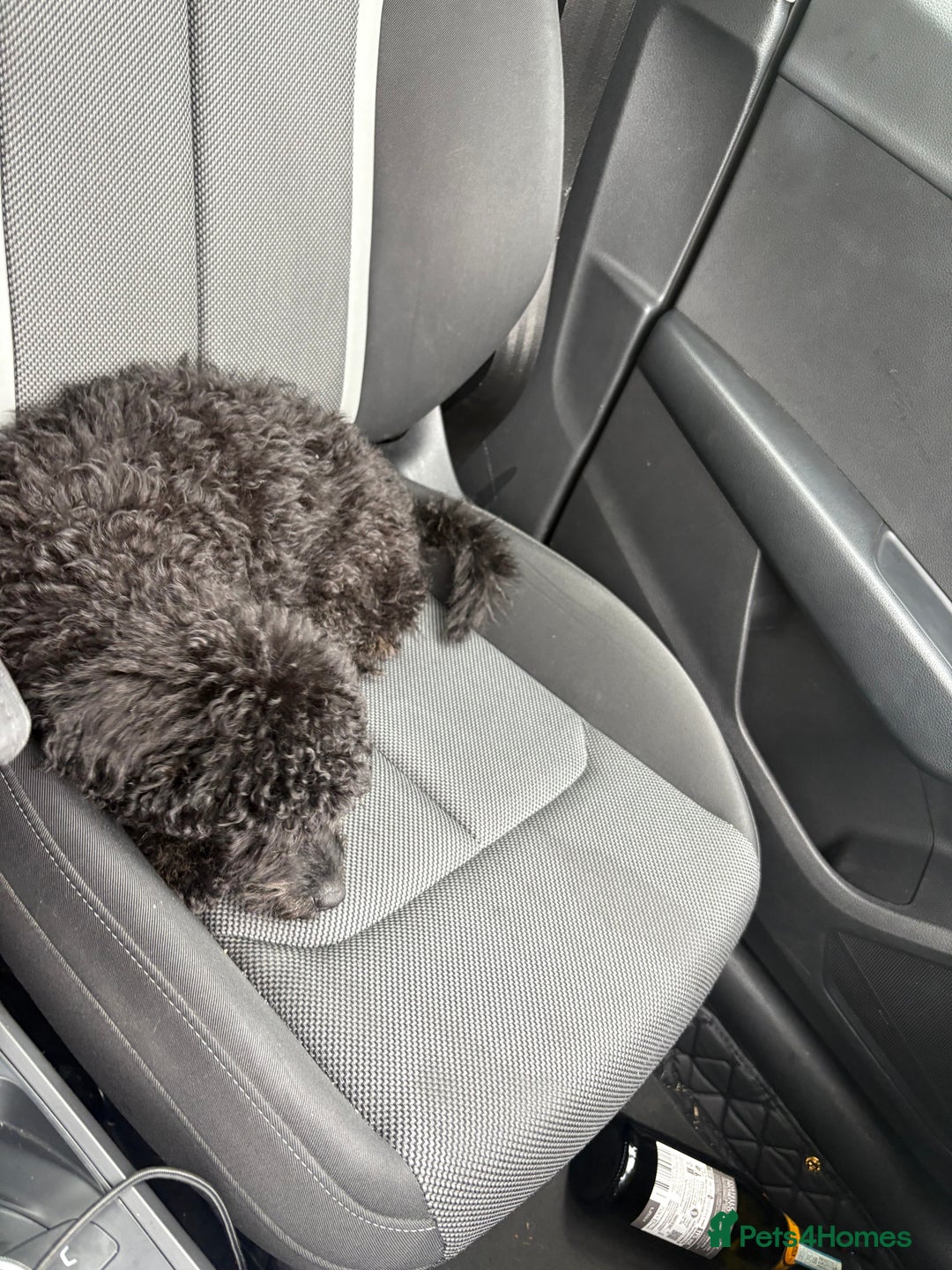 Cockapoo dogs for sale: Bonnie - Advert 6