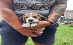 Beagle dogs for sale: Beautiful Beagle Puppies - Image 5