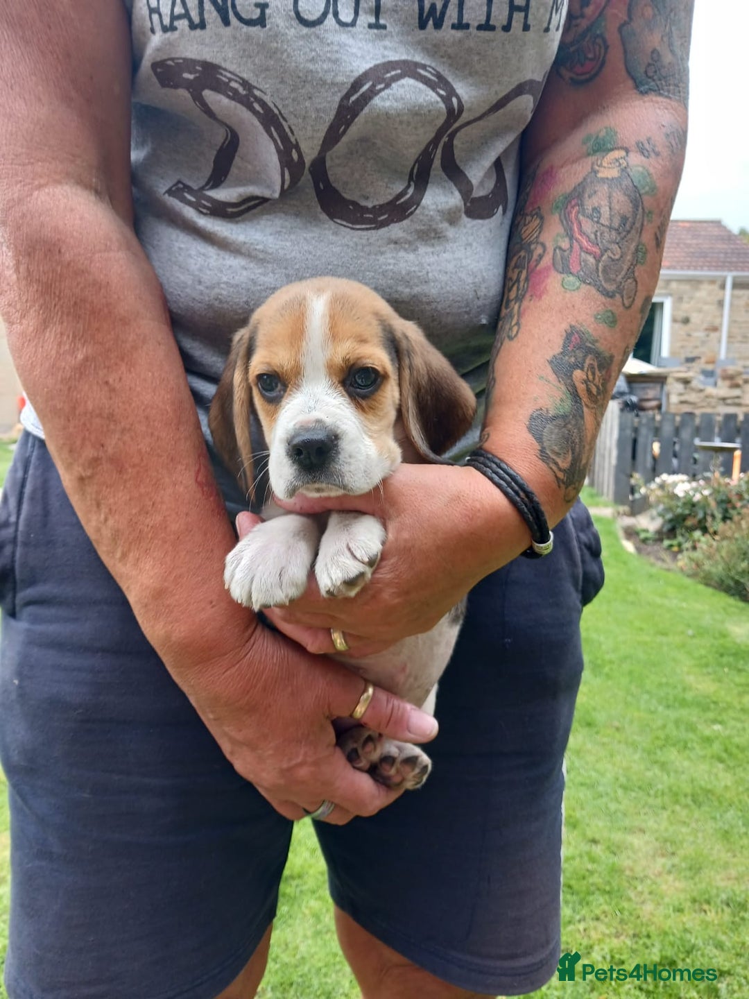 Beagle dogs for sale: Beautiful Beagle Puppies - Image 5