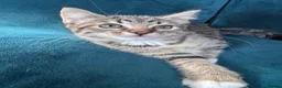 Mixed Breed cats for sale: Beautiful Kittens 😻 - Advert 5