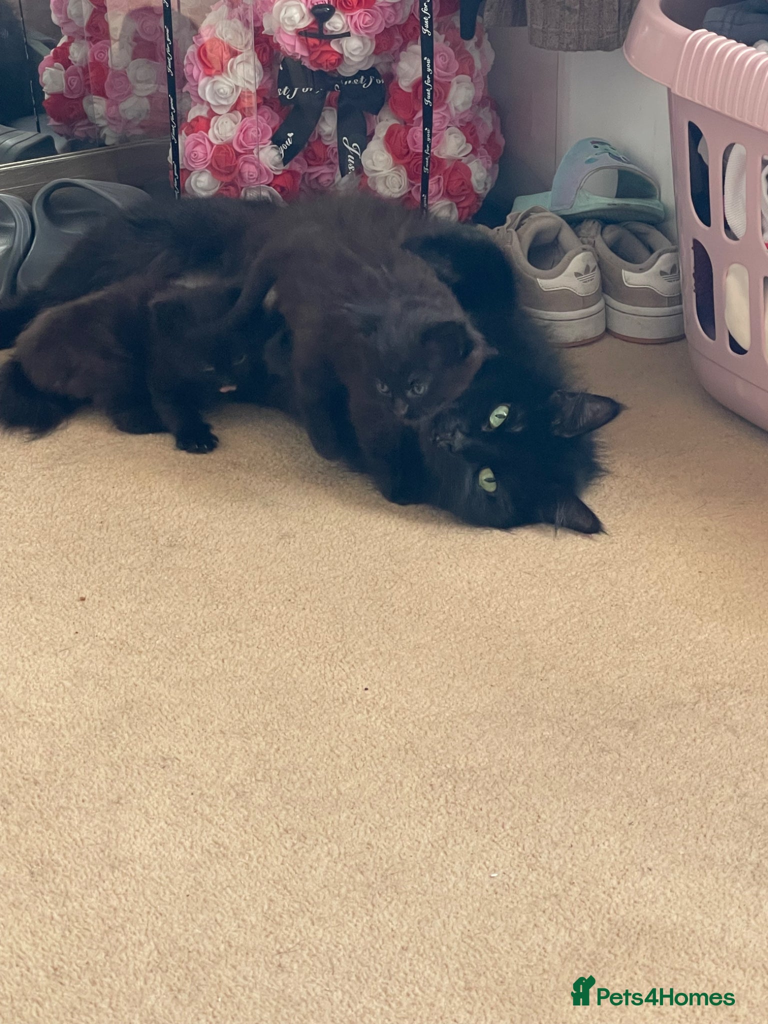 Mixed Breed cats 2 gorgeous female fluffy kittens - Advert 2