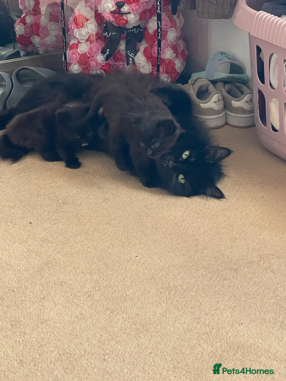 Mixed Breed cats for sale: 2 gorgeous female fluffy kittens - Advert 1