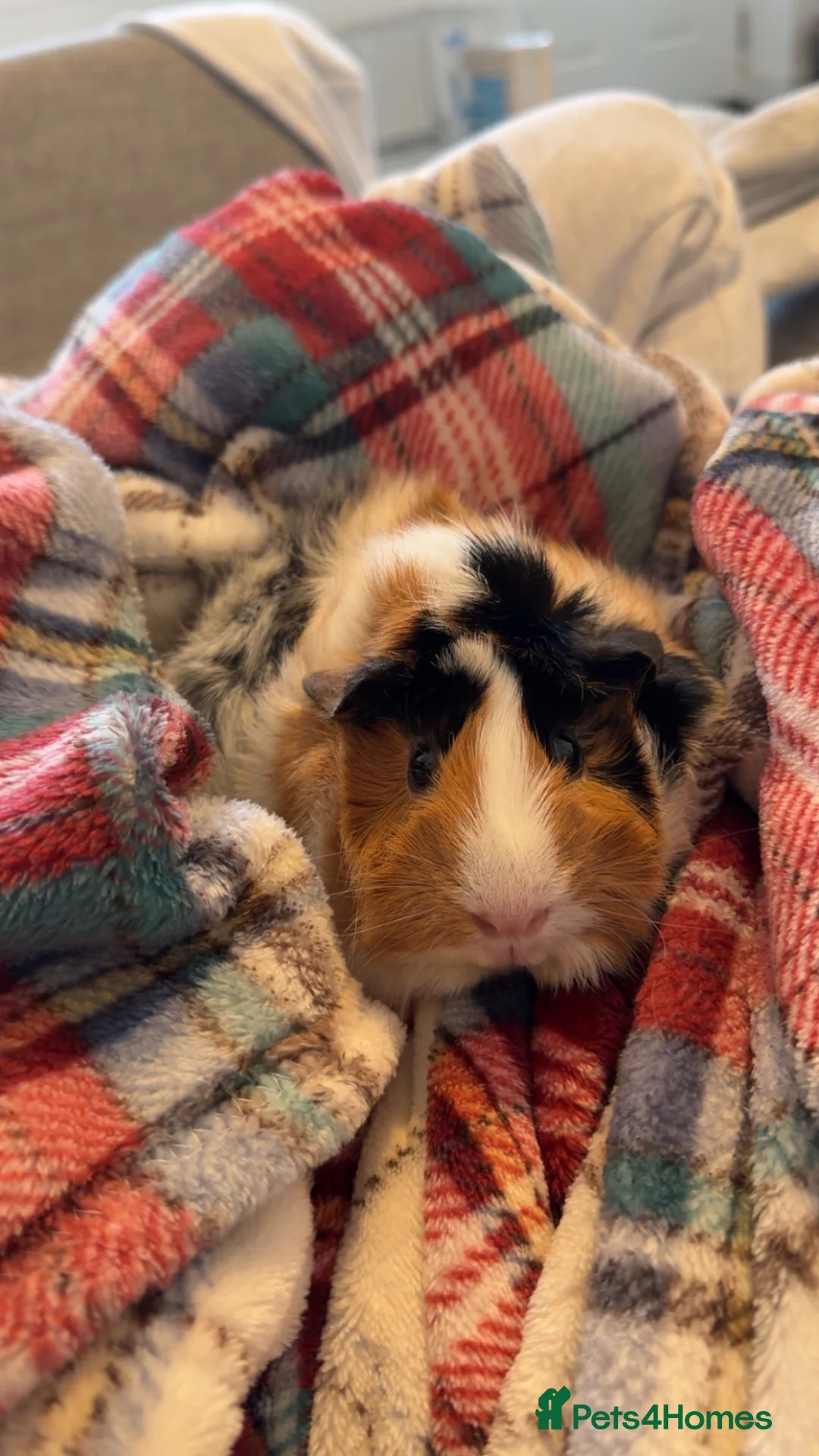 Guinea Pig rodents for sale: Mother and baby guinea pig in Peterborough - Advert 2