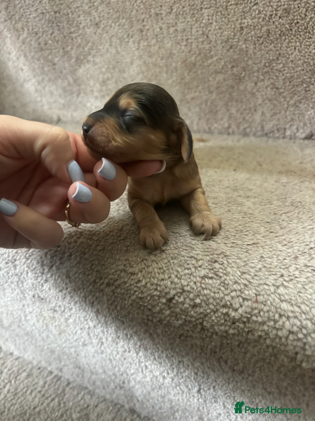 Cockapoo dogs for sale: All puppies have been reserved   - Advert 9