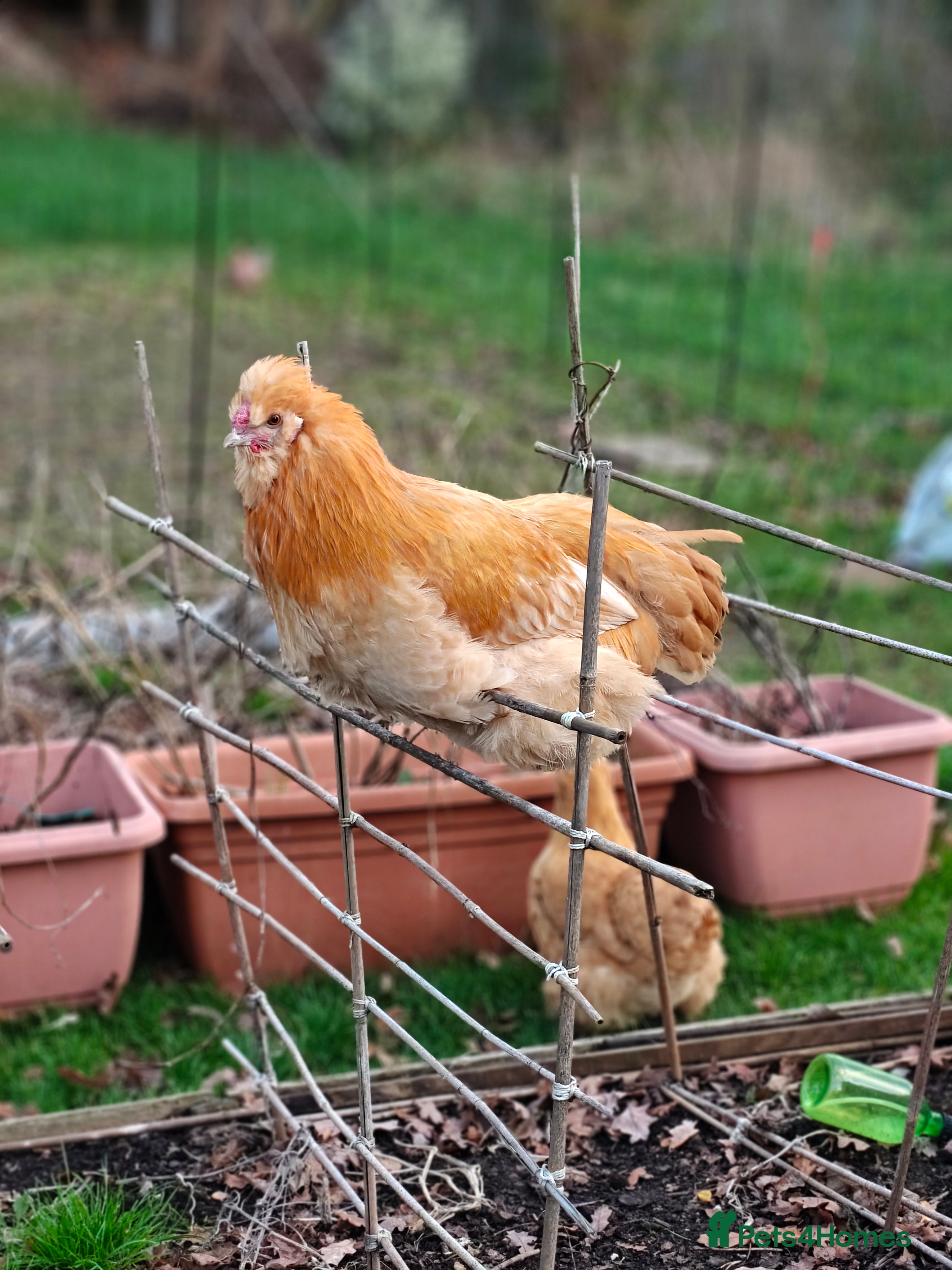 Chickens poultry Buff Orpington x Silkie Rooster (5 months old) - Advert 14