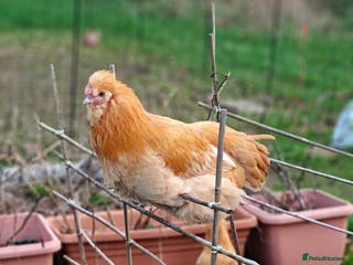 Chickens poultry Buff Orpington x Silkie Rooster (5 months old) - Advert 18