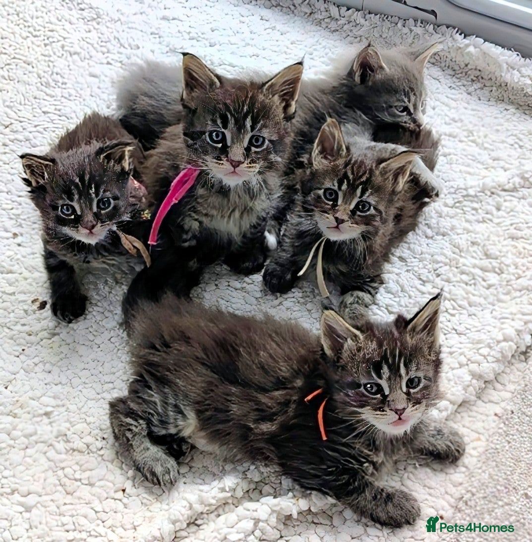 Maine Coon cats Chunky Maine Coons  - Advert 7