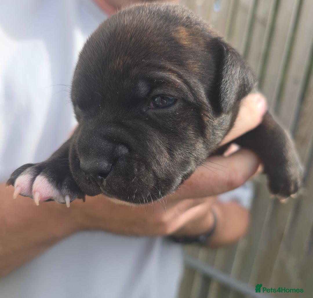 Staffordshire Bull Terrier dogs for sale: Stunning KC Staffs Very Unique colours - Image 13